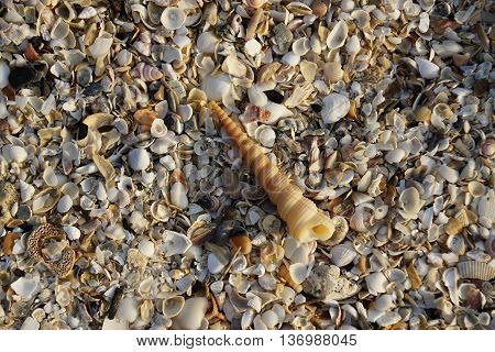 Auger spiral seashell with seashells background Thailand.