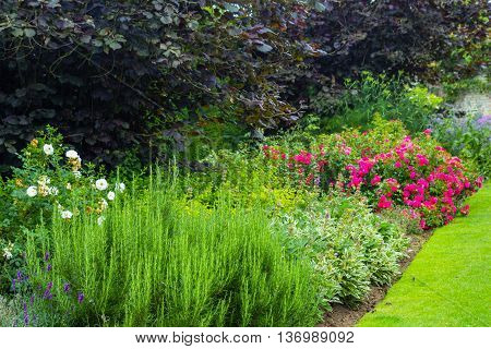 Beautiful pink roses blooming in the garden