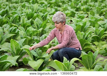 Farmer or agronomist examine tobacco plant field