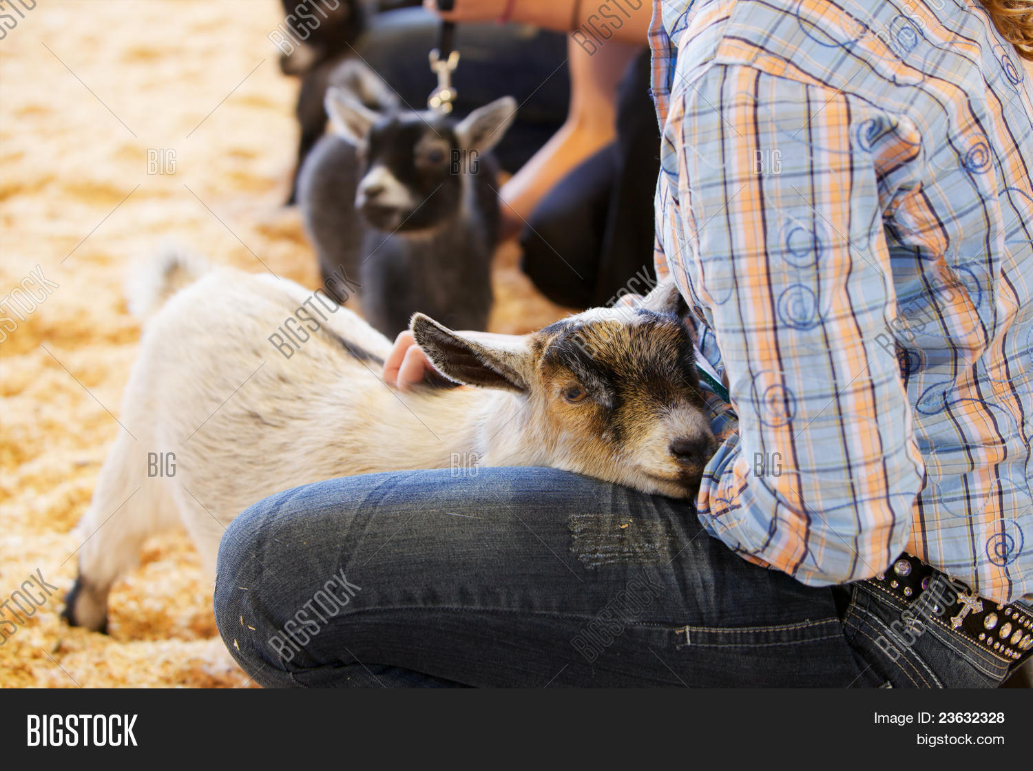 Baby Goat Young Image & Photo (Free Trial) Bigstock
