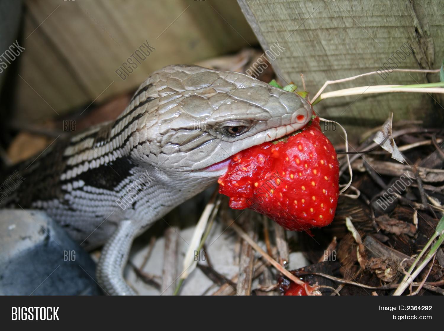 Blue Tongue Lizard Image & Photo (Free Trial) Bigstock