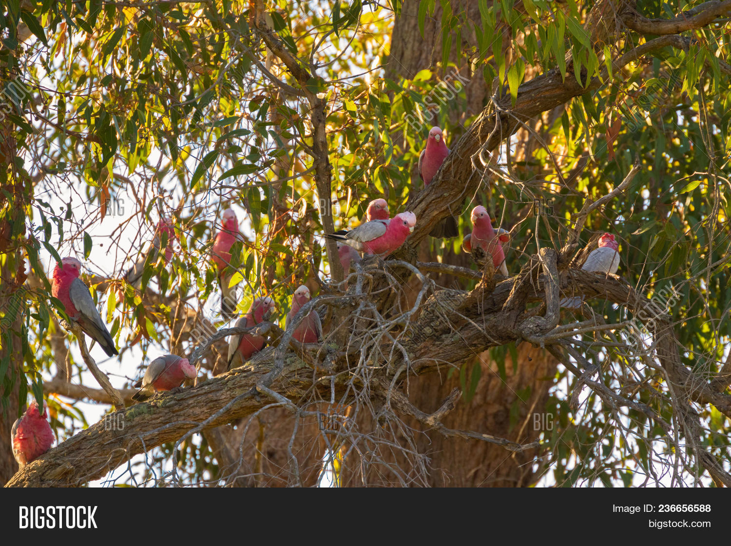 Pink Flocks Colorful Noisy Flocks Image & Photo (Free Trial) | Bigstock