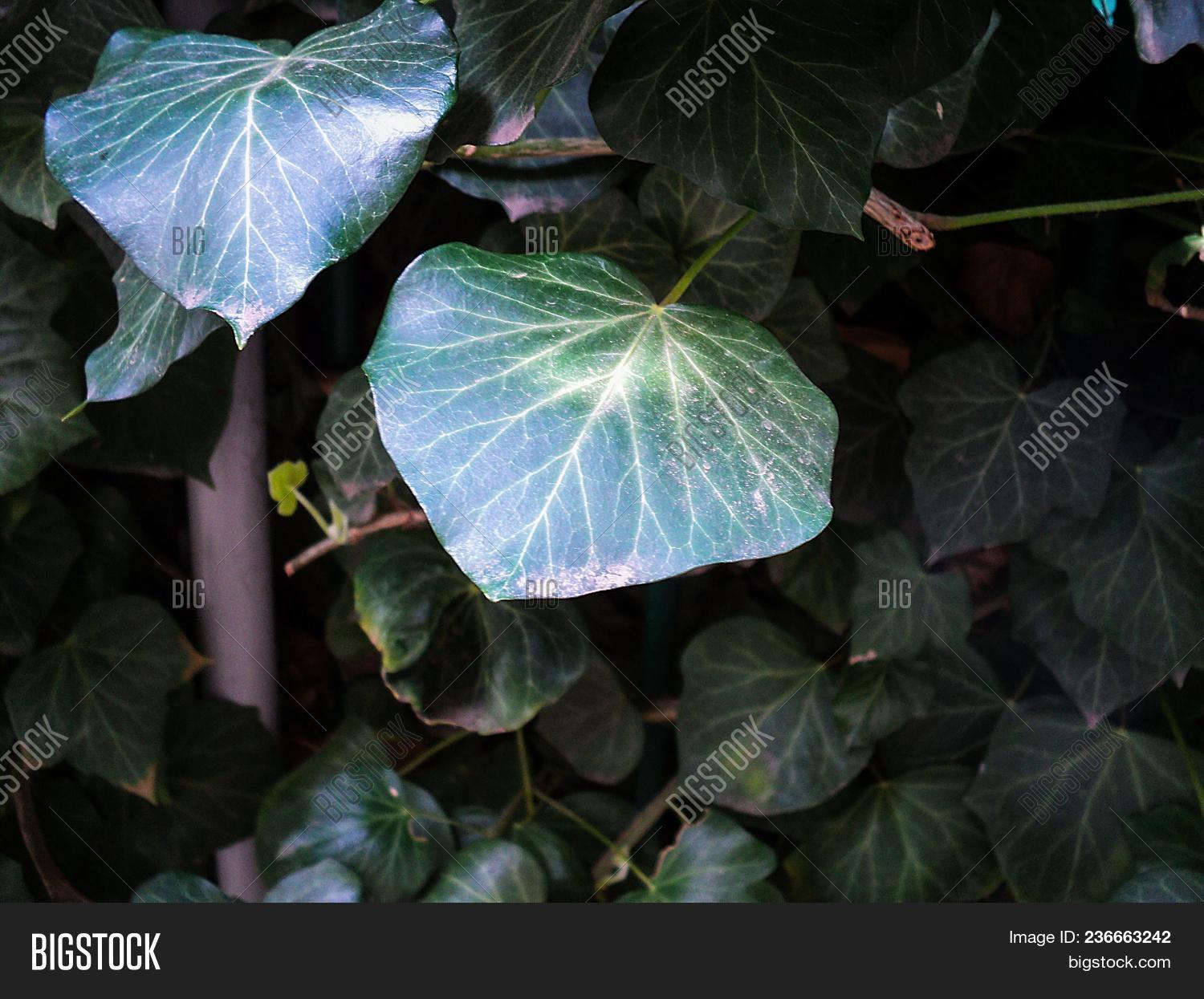 Ivy Leaves Greens Ivy Image & Photo (Free Trial) Bigstock