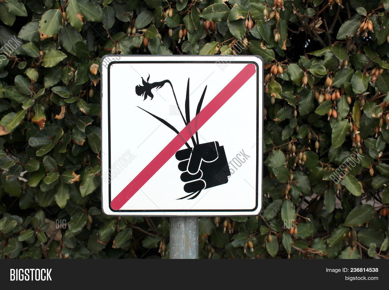 No Picking Flowers Image & Photo (Free Trial) Bigstock