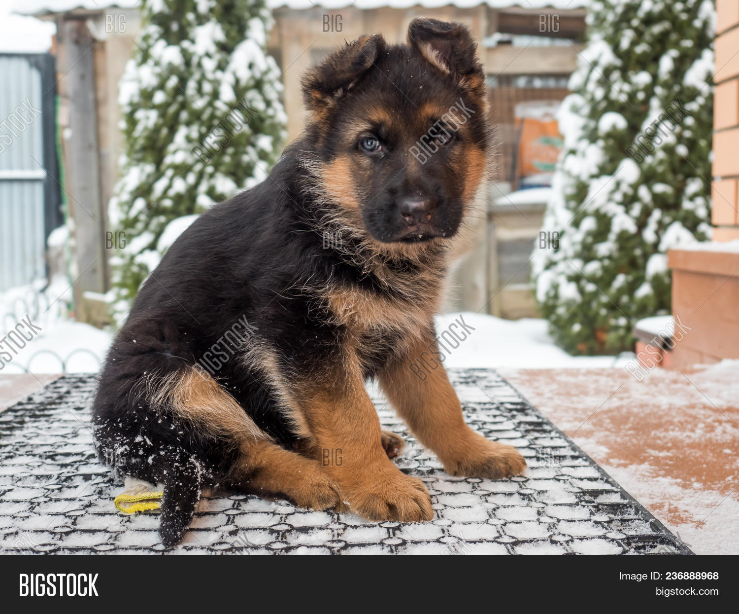 Кутята немецкой овчарки. Немецкая овчарка щенок в доме. Кутята овчарки. Немецкая овчарка щенок в доме. Немецкая овчарка щенок в доме.