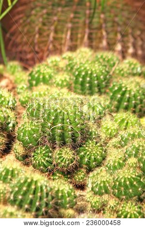 The Density Of Barbed Cactus Green.cactus Green With Dense Thorn Lot.