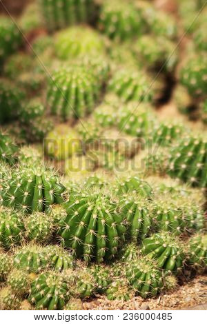 The Density Of Barbed Cactus Green.cactus Green With Dense Thorn Lot.