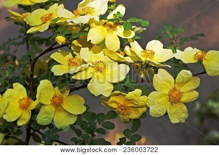Rosa Xanthina, Commonly Called Manchu Rose, Is A Wild Shrub Rose That Is Native To Open Slopes And S