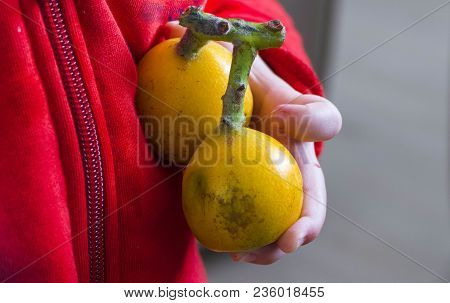 Baby And Japanese Medlar, Baby Japanes Medlar From Inside The Bag,