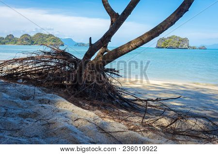 Tree With Aerial Roots On The Tropical Beach, Malaysia