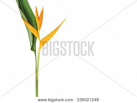 Heliconia 'golden Torch' Isolated On White Background, Clipping Path