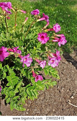 Incarvillea Delavayi, Commonly Called Hardy Gloxinia, Is A Clump-forming Perennial