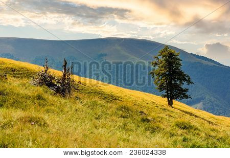 Tree On The Grassy Hillside. Apetska Mountain In The Distance. Beautiful Summer Nature Scenery In Mo