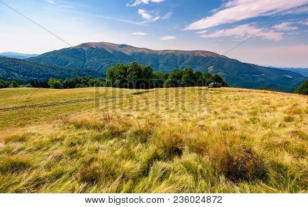 Large Grassy Meadow Of Carpathians. Gorgeous Landscape In Fine Afternoon Weather. Apetska Mountain I