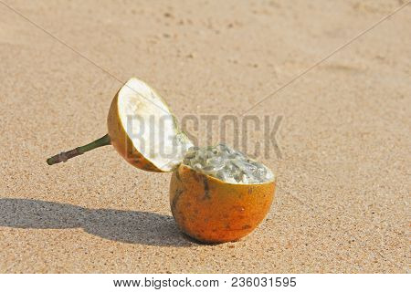 One Orange Open Passion Fruit With Seeds. Passion Fruit Closeup On The Beach, On The Sand And On The