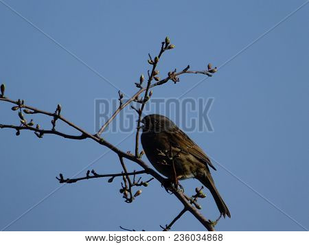 Hedge Sparrow Singing From Branch Against A Blue Sky