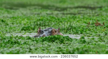Hippopotamus In A Morass. South Luangwa National Park In Zambia