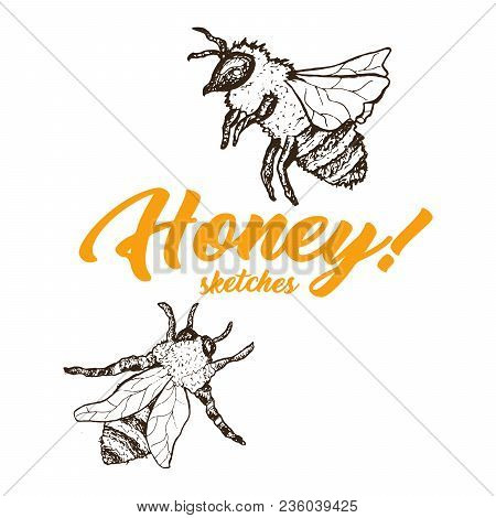 Honey Sketch Bee, Honey Hand Drawn Superfood Organic Products Design, Vector Illustration. Black Out