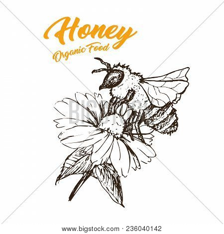 Honey Sketch Bee, Honey Hand Drawn Superfood Organic Products Design, Vector Illustration. Black Out