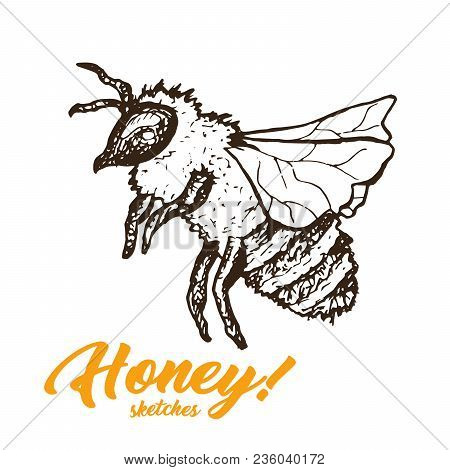 Honey Sketch Bee, Honey Hand Drawn Superfood Organic Products Design, Vector Illustration. Black Out