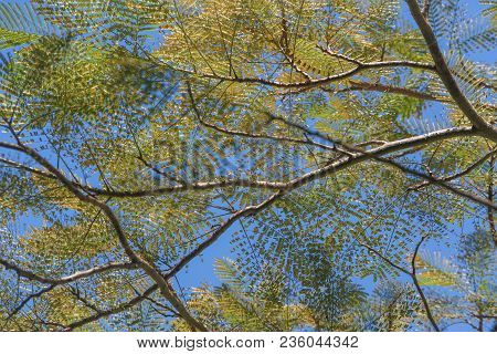 Green Ftree Branches And Leaves Against Sky