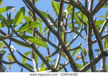 Green Ftree Branches And Leaves Against Sky
