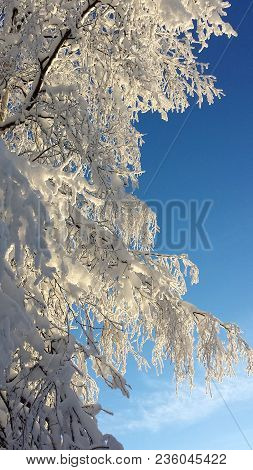 Snow Covered Tree In The North Of Sweden On Blue Sky Background