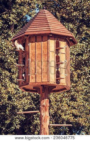 Wooden Dovecote With Pigeons In Forest. Natural Scene. Red Photo Filter.