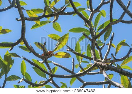 Green Ftree Branches And Leaves Against Sky