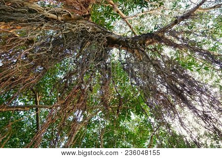 Looking Up At Big Tree, Green Leaves, Blue Sky And Sunshine On Beautiful Natural Background. Space F