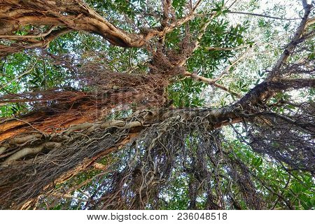 Looking Up At Big Tree, Green Leaves, Blue Sky And Sunshine On Beautiful Natural Background. Space F