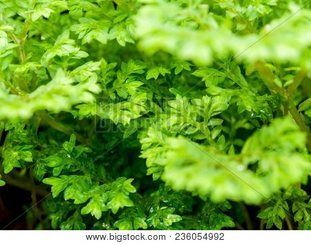 Freshness Green Leaf Of Selaginella Involvens Fern