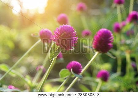 Beautiful Gomphrena Globosa Flower In Nature Garden