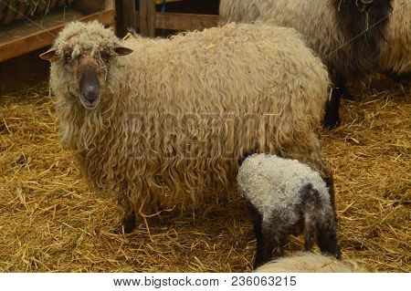 Lamb Inside A Farm Sucking Off His Mother In The Gorbeia Natural Park. Animals Nature Portraits. Mar