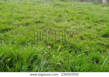 Beautiful Field Of Dense Grass In The Natural Park Of Gorbeia. Plants Nature Landscapes. March 26, 2