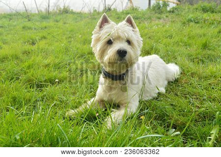 Magnificent West Highland White Terrier Dog Lying On The Grass In The Gorbeia Natural Park. Animal N