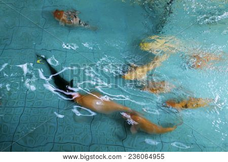 A Pond With Fishes. The Water Is Blue, The Fish Are Yellow. You Can See The Glare Of The Sun And The
