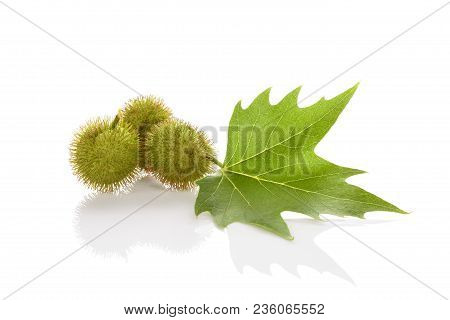 Platanus Tree, Sycamore Leaf And Blossoms Isolated On White Background With Reflection.