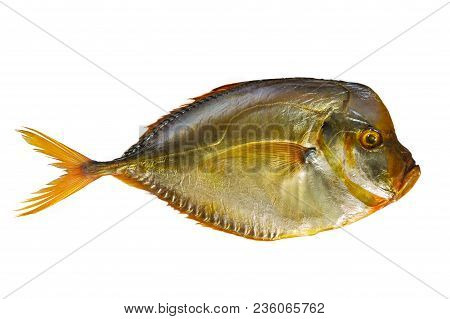 Smoked Fish On White Isolated Background. Golden Flat Fish. Orange Fins. Vomer.