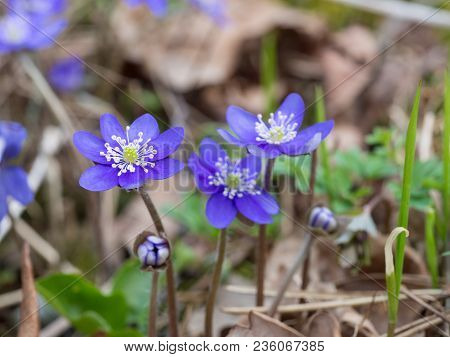Hepatica Flower Blooming In The Spring Forest