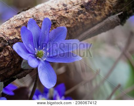 Hepatica Flower Blooming In The Spring Forest