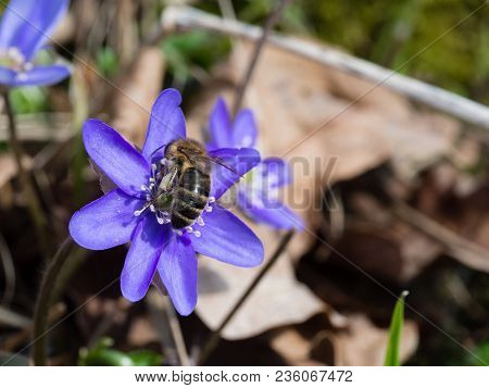 Hepatica Flower Blooming In The Spring And A Bee