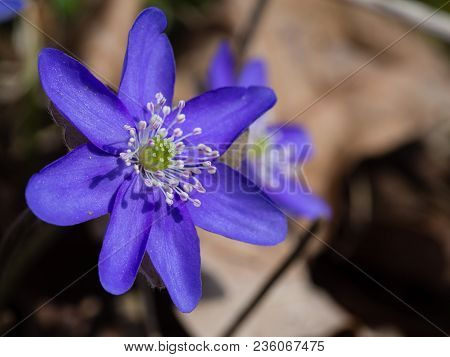 Hepatica Flower Blooming In The Spring Forest