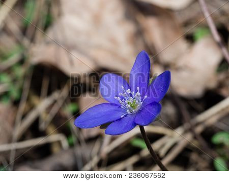Hepatica Flower Blooming In The Spring Forest
