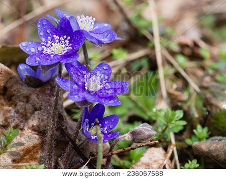 Hepatica Flower Blooming In The Spring Forest