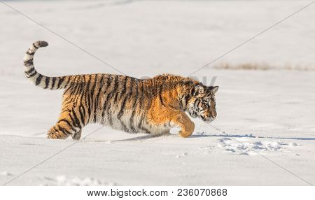 Tiger Runs Behind The Prey. Hunt The Prey In Tajga In Cold Winter. Tiger In Wild Winter Nature. Acti
