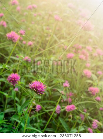 Pink Flower Field Of Gomphrena Globosa Or Globe Amaranth Garden With Sunlight