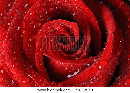 rosa vermelha em gotas de água