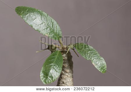 Dorstenia Foetida Flowering, Close Up Shot, Local Focus