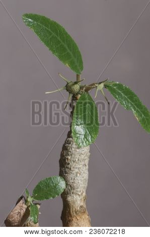 Dorstenia Foetida Flowering, Close Up Shot, Local Focus